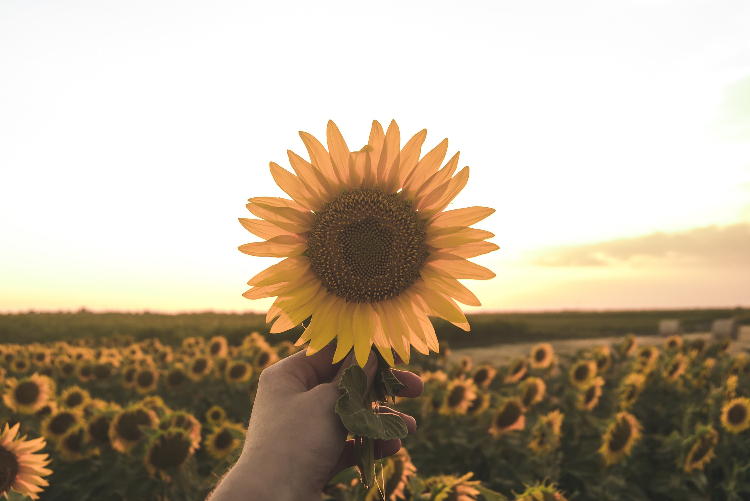 southwind-health-collective-sunflower-lawrence-KS