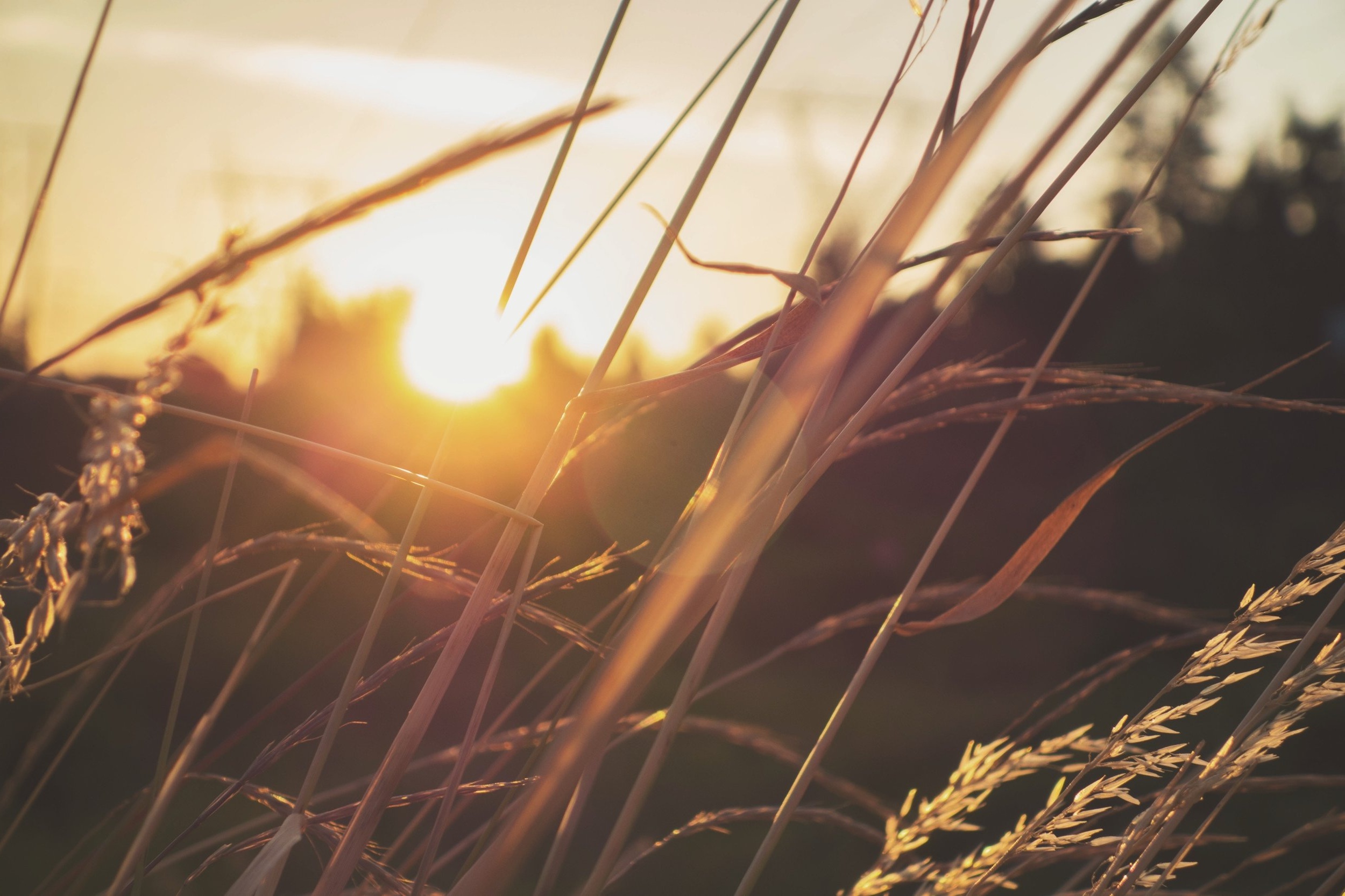 southwind-health-collective-prairie-grass-thai-yoga-massage-lawrence-ks